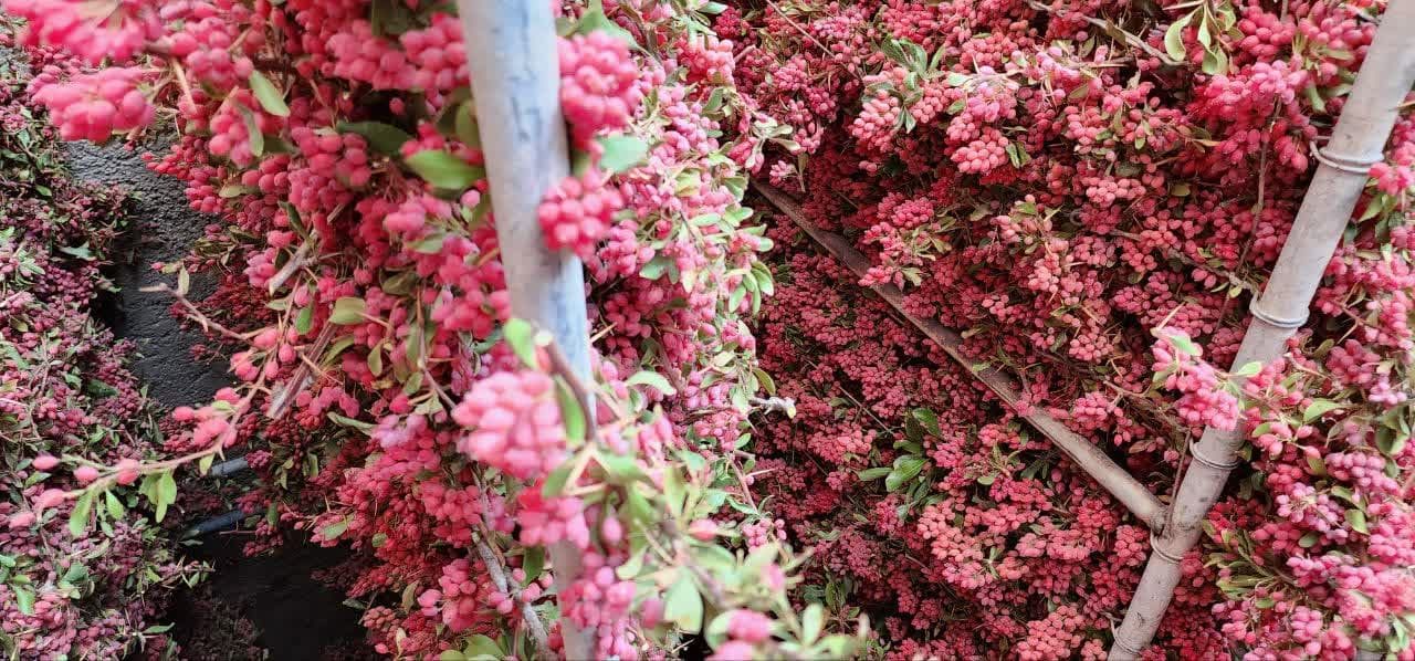 فرآیند خشک کردن زرشک پفکی صادراتی در تالار