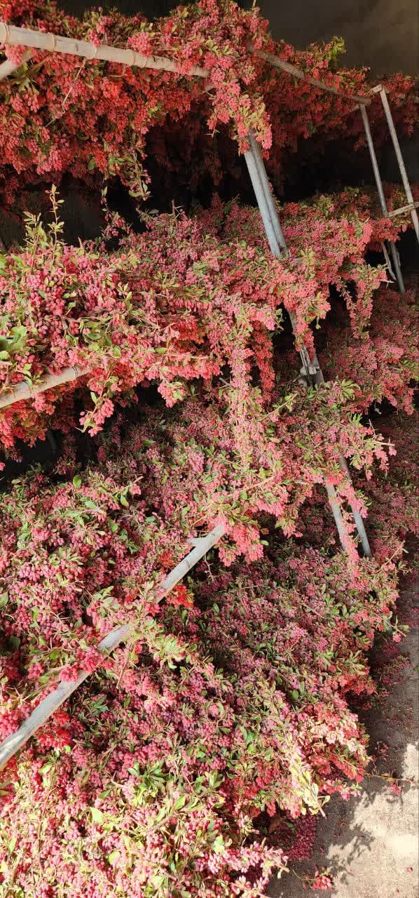 فرآیند تولید و خشک کردن زرشک پفکی صادراتی در تالار