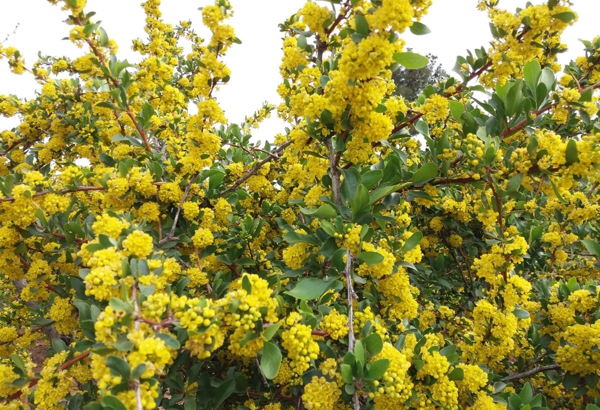 شکوفه زرد درخت زرشک پیش از تولید زرشک پفکی