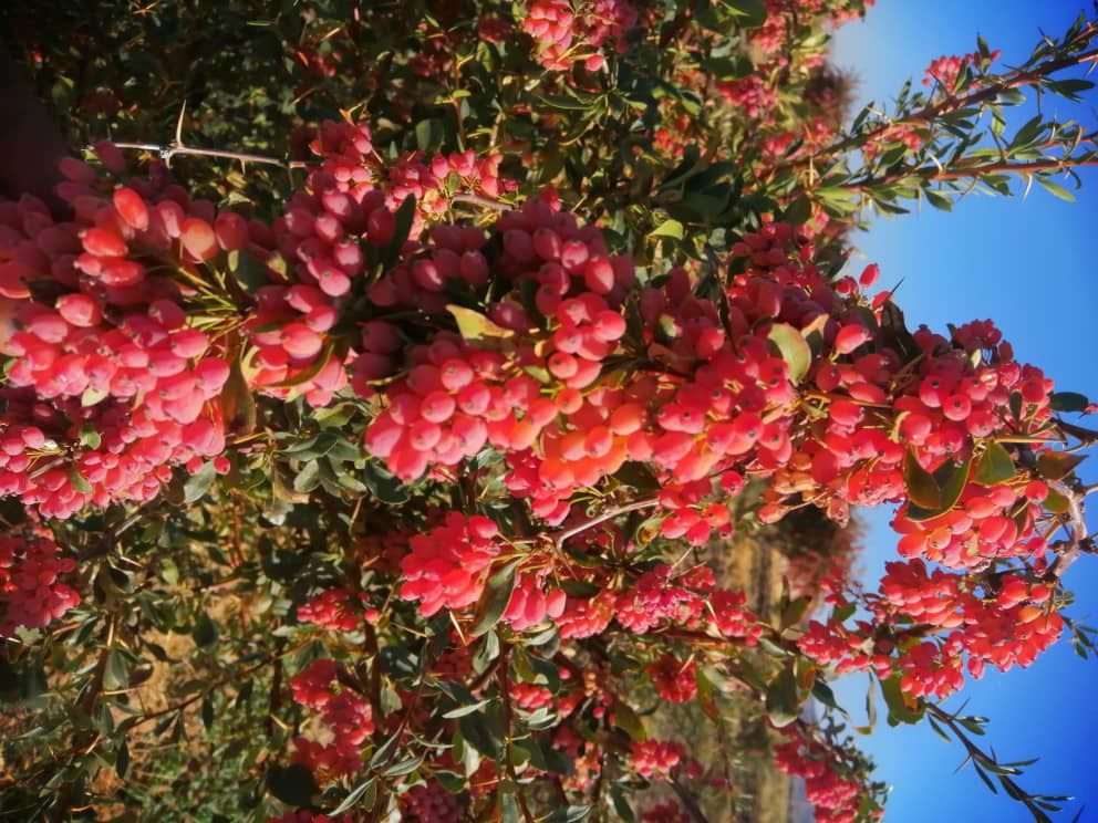 اطلاع از قیمت روز و خرید زرشک تازه قائنات