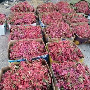 خرید زرشک تازه