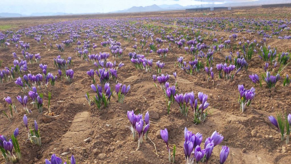 راهنمای خرید زعفران 