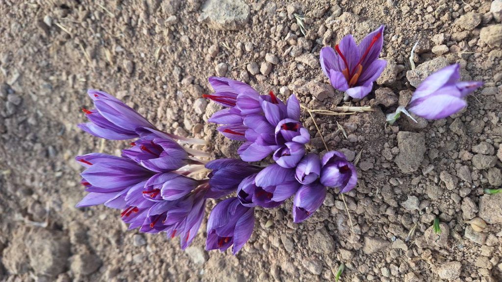 زعفران اصل را از کجا بخریم